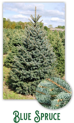 blue spruce tree
