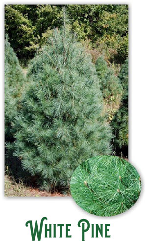 white pine tree